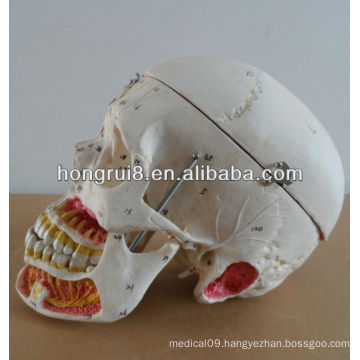 Human model for education plastic skull